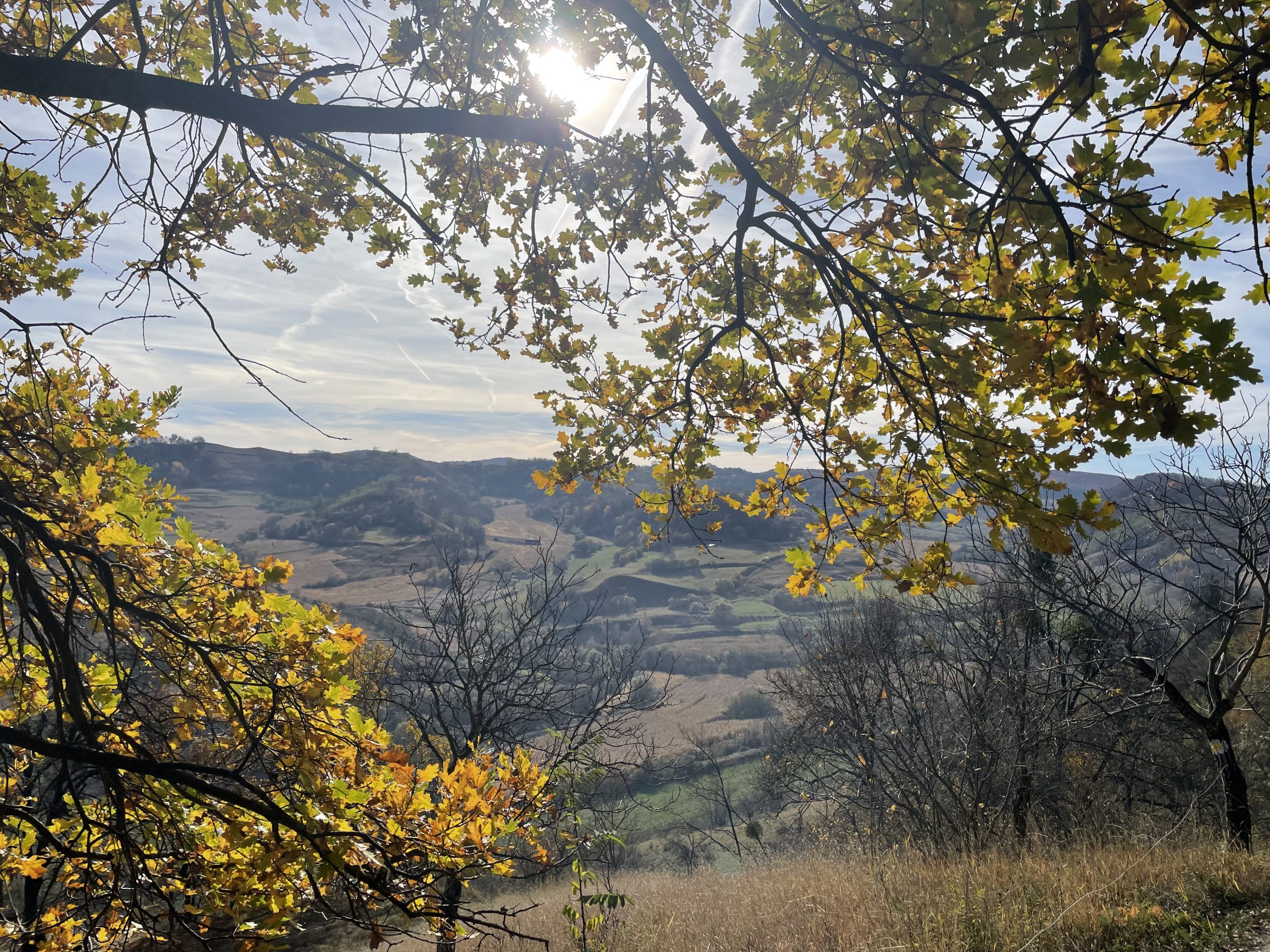 Birthälm im November